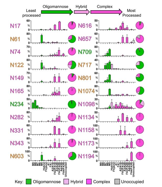 Fig.3 N-glycosylation analysis of SARS-CoV-2 S protein. (Watanabe, et al., 2020)