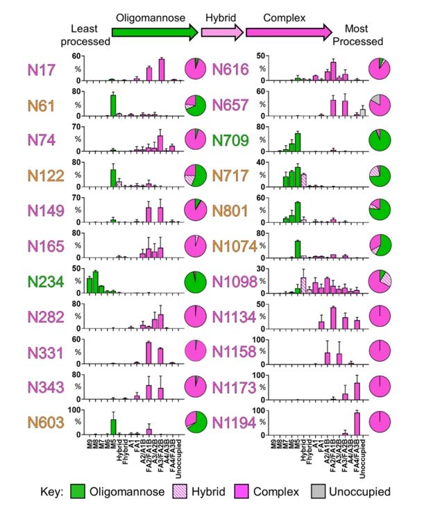 Site-specific N-linked glycosylation of SARS-CoV-2 S glycoprotein
