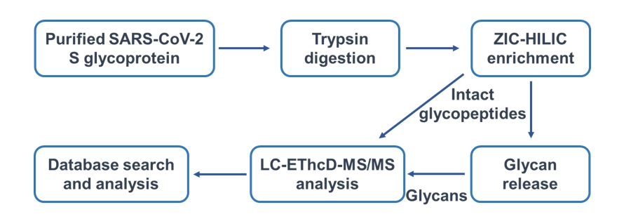 Workflow of site-specific glycosylation analysis of SARS-CoV-2 S glycoprotein. (Creative Biolabs Original) 