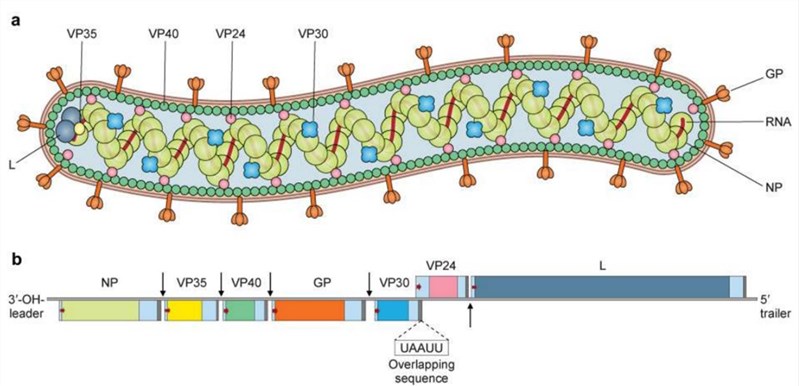 Fig.1 The structure of MARV. (Abir, et al., 2022)
