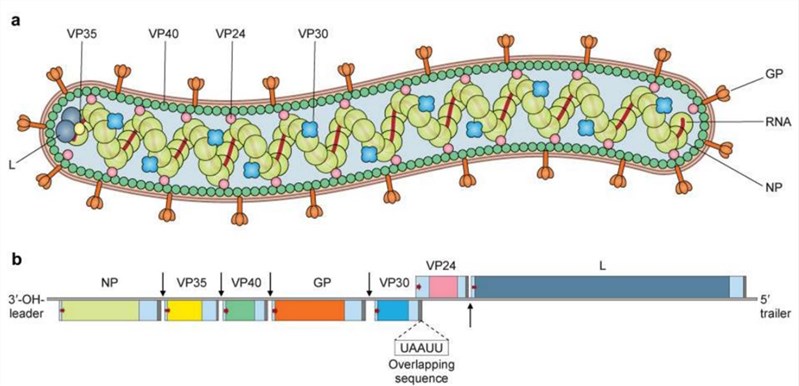 Virion structure and genome organization of MARV