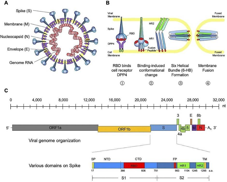 Fig.1 Schematic diagram of the structure and genome composition of MERS-CoV. (Xu, et al., 2019)