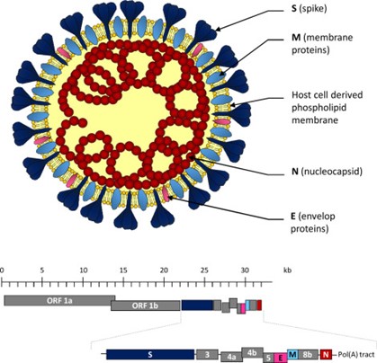Structure and genomic organization of MERS-CoV