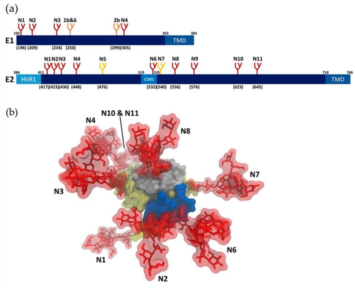 N-glycosylation of HCV glycoproteins