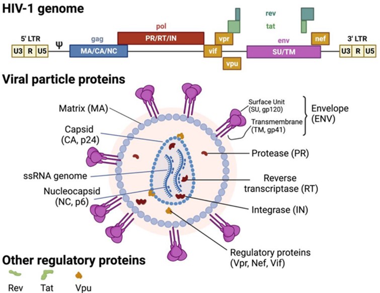 Fig.1 HIV viral genome and structure. (Proulx, et al., 2022)