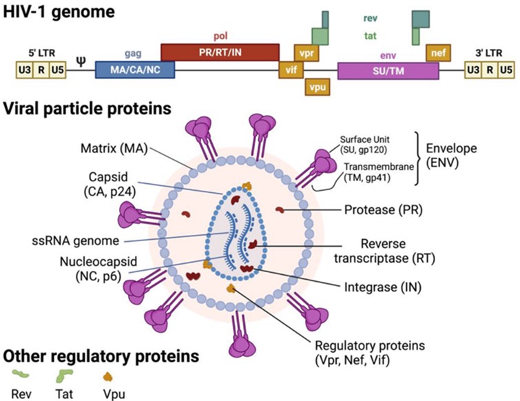 HIV-1 genome and virion structure.