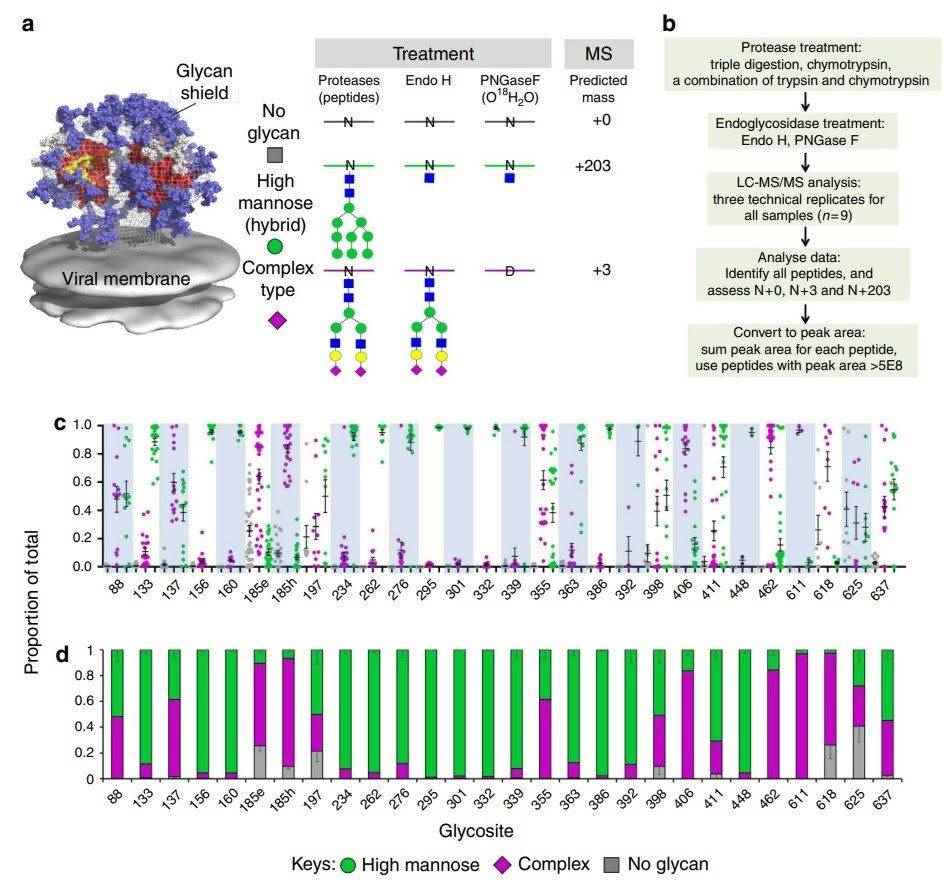 Fig.2 Glycosylation analysis of HIV-1 Env. (Cao, et al., 2017)