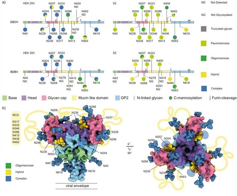 Fig.1 Results of N-glycosylation analysis of EBOV GP. (Peng, 2022)