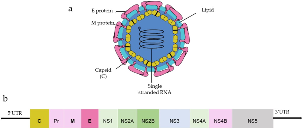 Fig.1 Structure and organization of DENV. (Taslem Mourosi, et al., 2022)