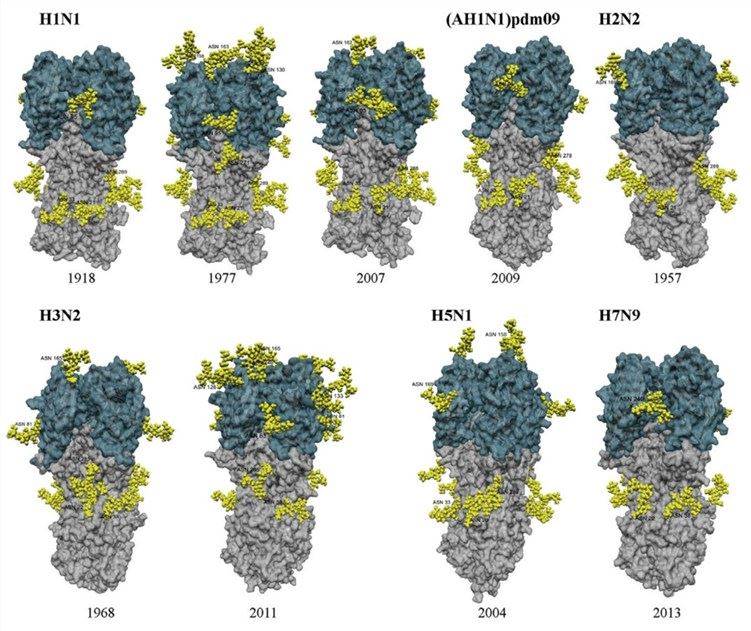 Structural models of the HA from different influenza A virus subtypes