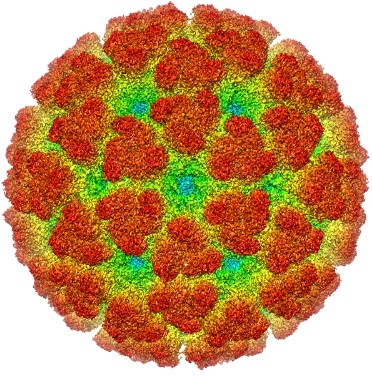 Fig.1 CHIKV images under a microscope.
