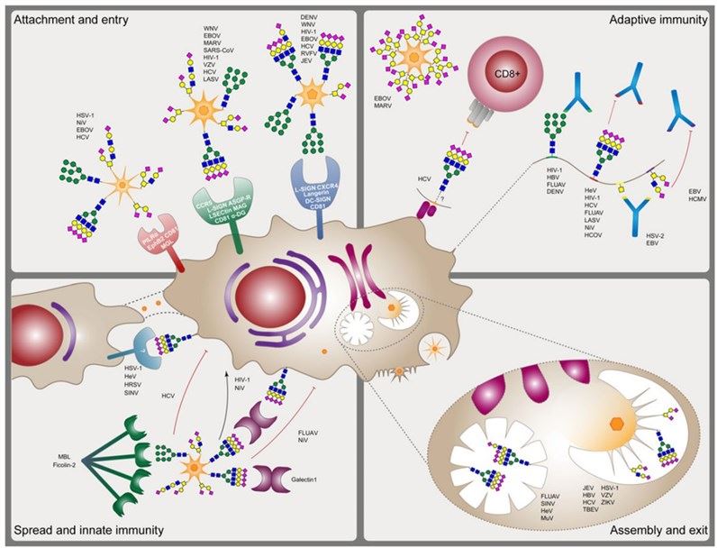 Roles of glycosylation in the biology of enveloped viruses