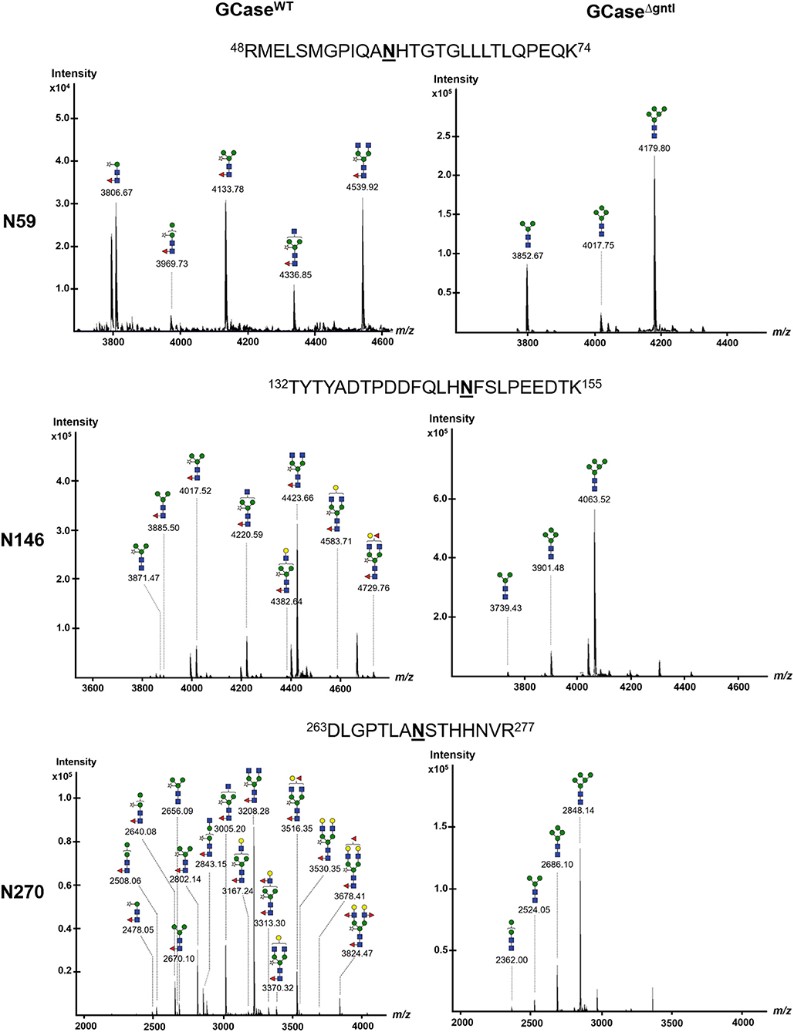 Fig.1 LC-MS analysis of GCase produced in wild-type and glycoengineered N. benthamiana plants.