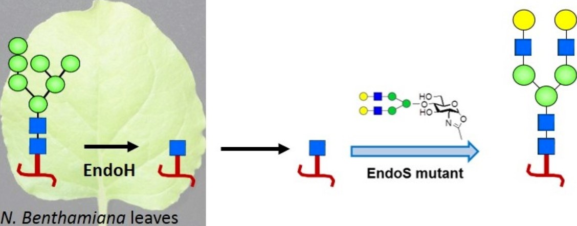 Fig.1 Nicotiana benthamiana plant expression system-based glycan remodeling.