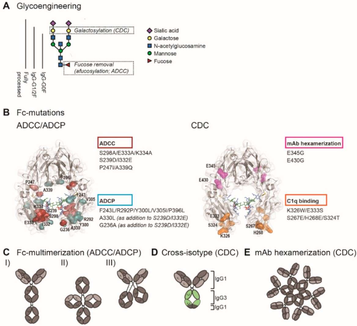 Fig.1 Fc engineering to enhance Fc-effector functions.