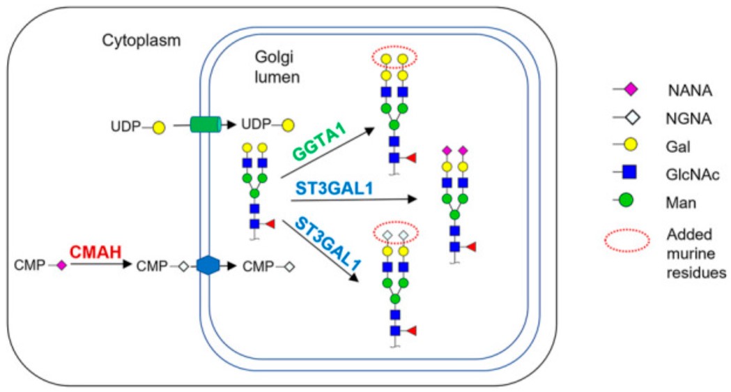 Fig.2 Modified N-glycosylation pathway in CHO cells.