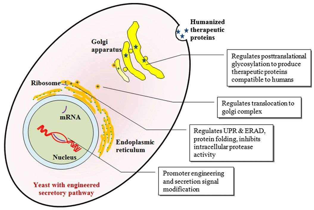 Fig.3 Engineered yeast secreting humanized therapeutic proteins.