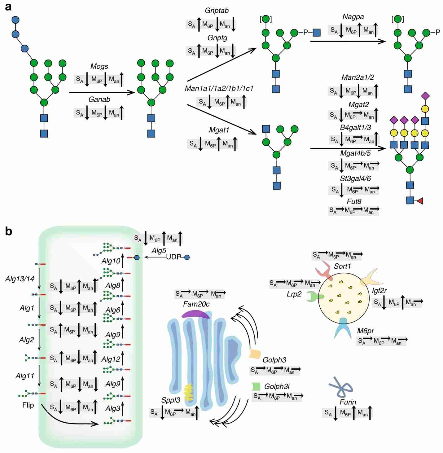 Fig.4 Overall trend effects of gene targeting screening on GLA glycosylation in CHO cells.