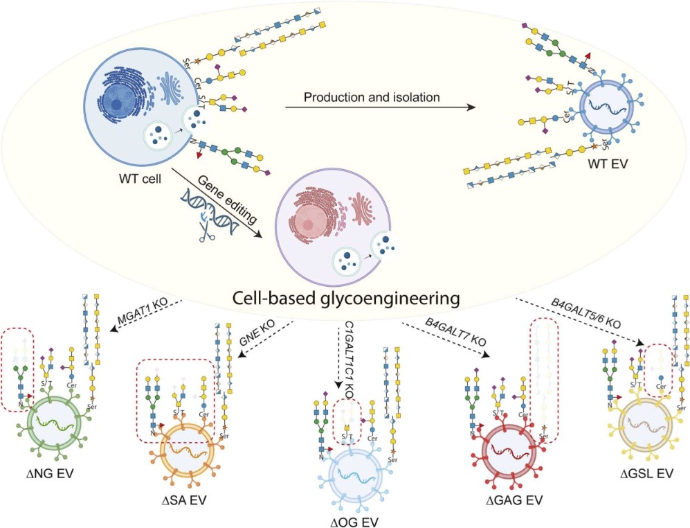 Fig.2 Cell-based glycoengineering through gene editing.