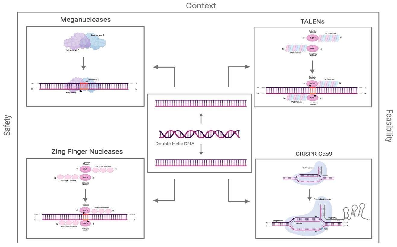 Fig.1 Gene editing techniques for genetic glycoengineering.