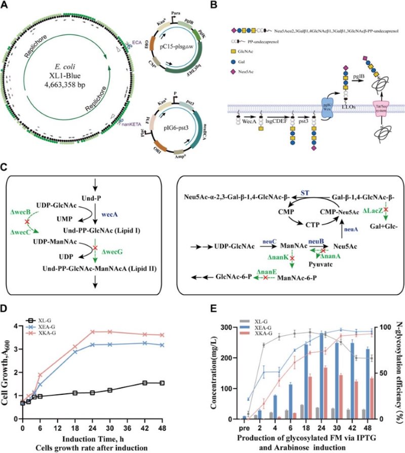 Fig.1 Production of humanized N-glycosylated proteins.