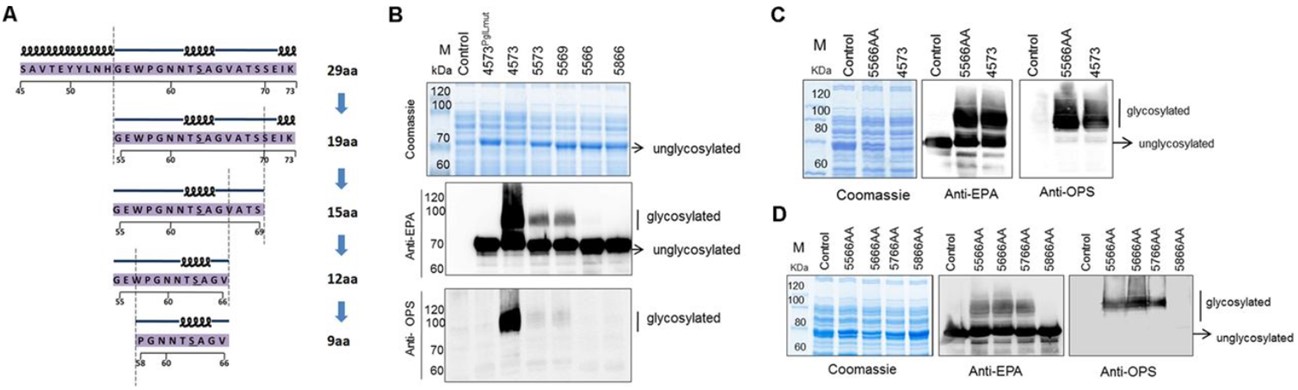 Fig.1 Determination of the minimal recognition motif of the O-linked glycosylation system.