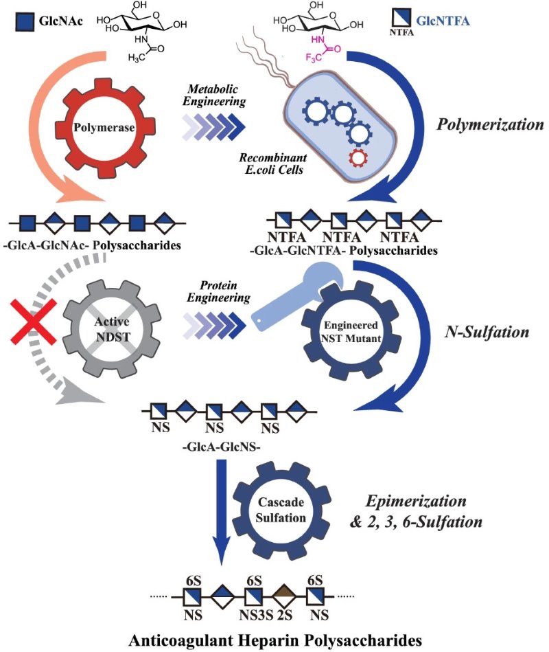 Fig.1 Heparin synthesis process using in vitro/in vivo combined strategy.