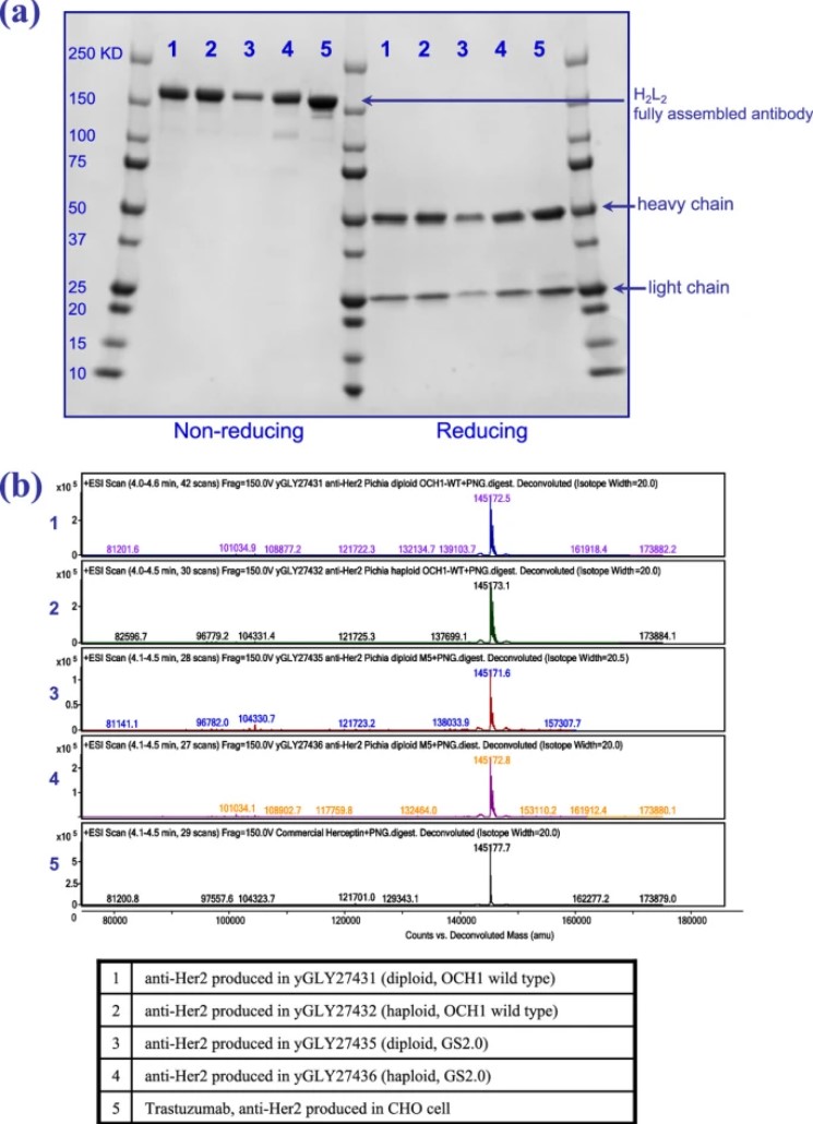 Fig.1 Analysis of diploid Pichia pastoris-derived antibodies.