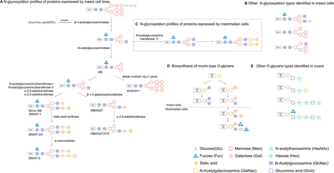 Fig.2 Glycosylation types identified in insect cells.