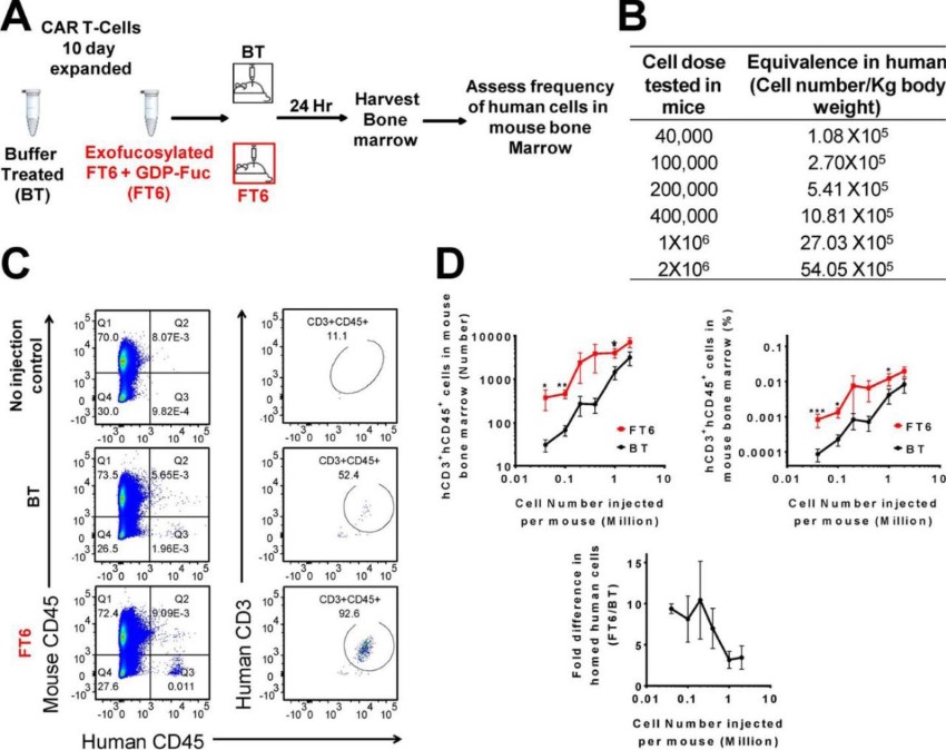 Fig.1 Glycoengineering analysis process of CAR T cells.