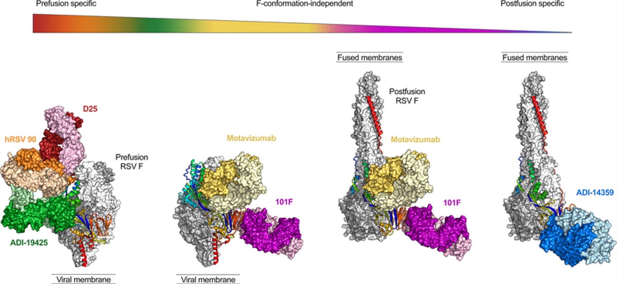 Epitopes present on two major conformations of the RSV F glycoprotein.