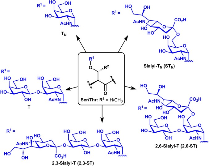 Fig.1 The structures of common tumor-associated carbohydrate antigens. (McDonald, Byrne and Payne, 2015)