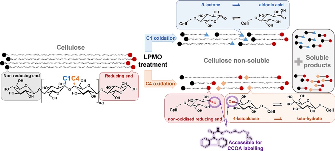 Fig.1 The process of LPMO enzyme acting on cellulose.