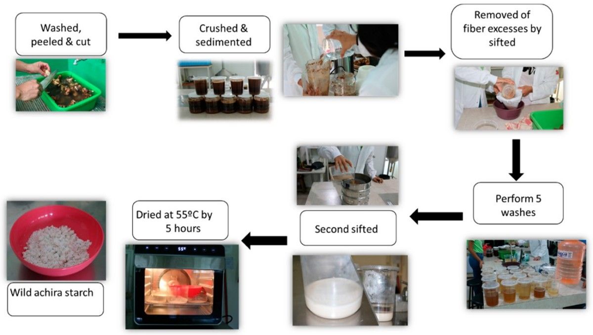 Fig. 1. A process for obtaining starch from tubers. (Dorantes-Fuertes, et al., 2024) (OA Literature) 