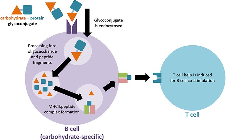 Fig.1 The process of glycoconjugate vaccines activating T cells. (Jaurigue & Seeberger, 2017)