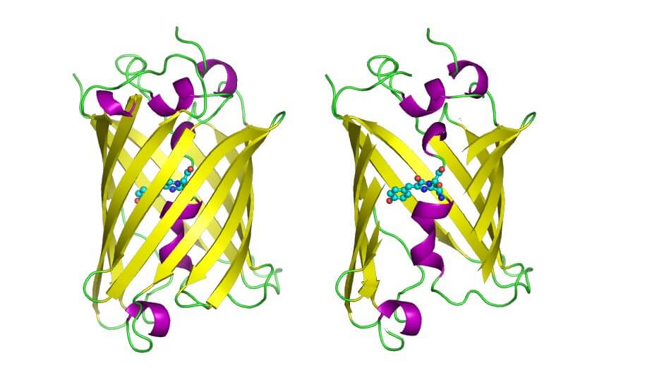 Fig. 1. Structure of the green fluorescent protein molecule.