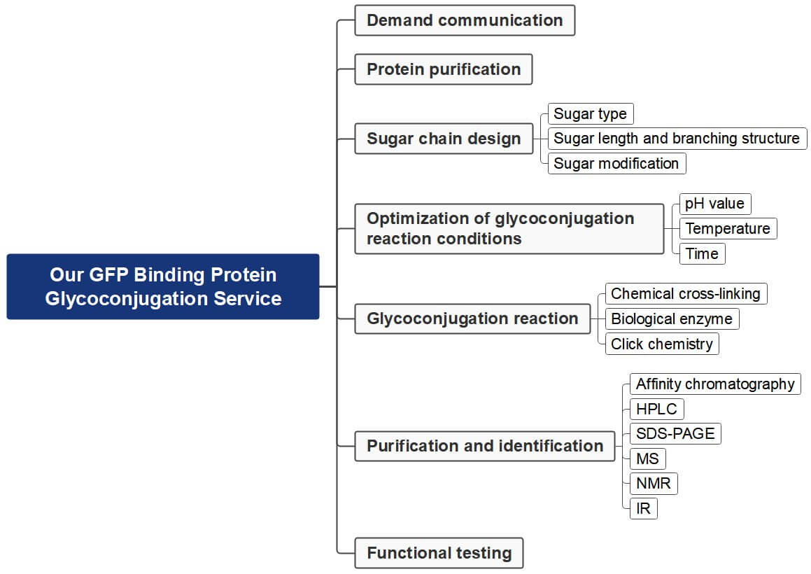 Workflow of the GFP binding protein glycoconjugation service. (Creative Biolabs Original)