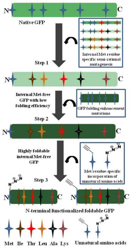 Fig. 2. Schematic diagram for generating N-terminally functionalized green fluorescent protein. (OA Literature)