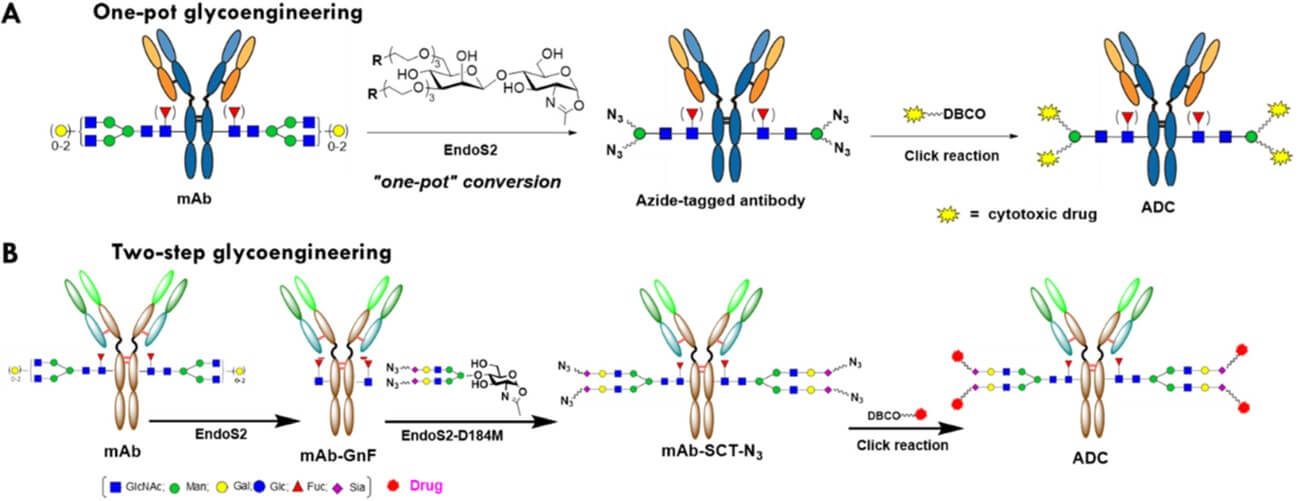 Fig. 1. Schematic diagram of antibody glycoconjugation. (OA Literature)