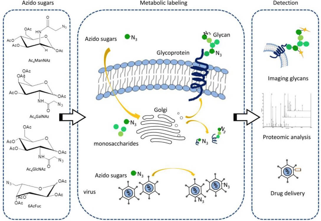 Fig. 1. Azide-based metabolic engineering strategies. (OA Literature)