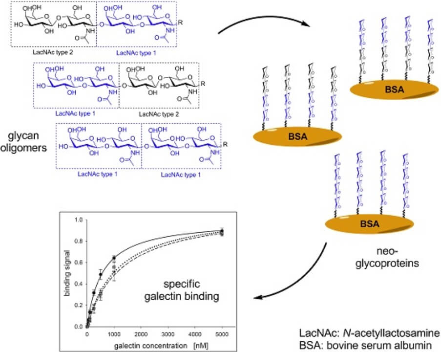 Fig. 1. Chemical conjugation of N-acetyllactosamine to bovine serum albumin. (OA Literature)