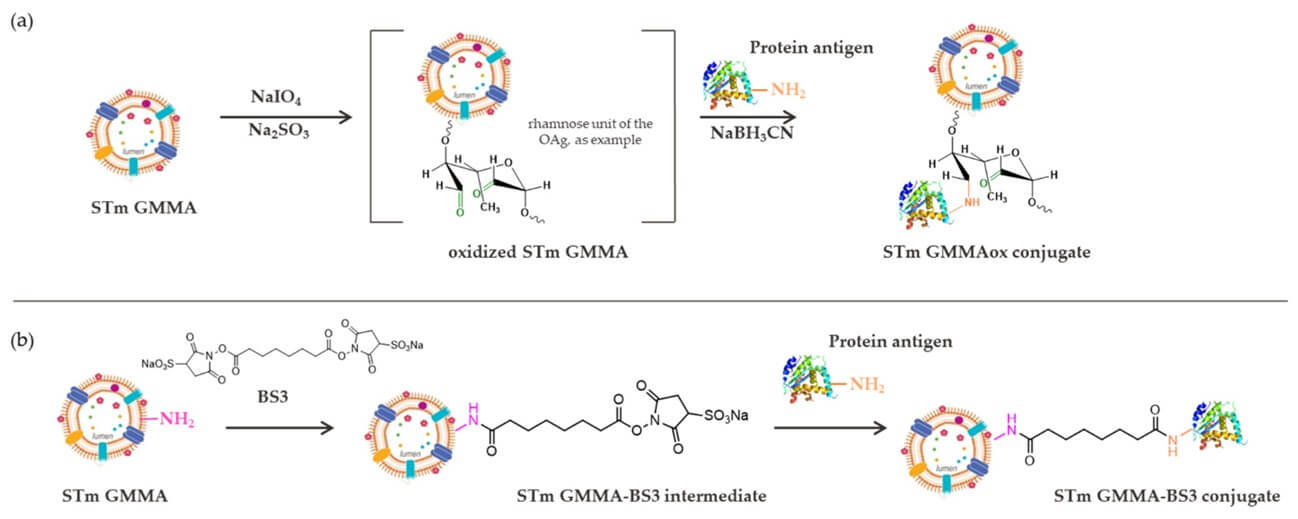Fig. 1. Chemical methods for modifying GMMA with heterologous antigens. (OA Literature)