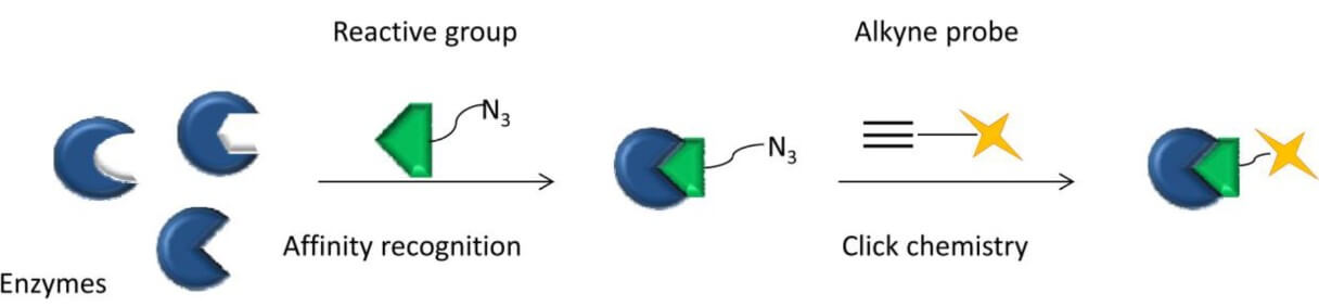 Fig. 1. Protein coupling strategy based on click chemistry. (OA Literature)
