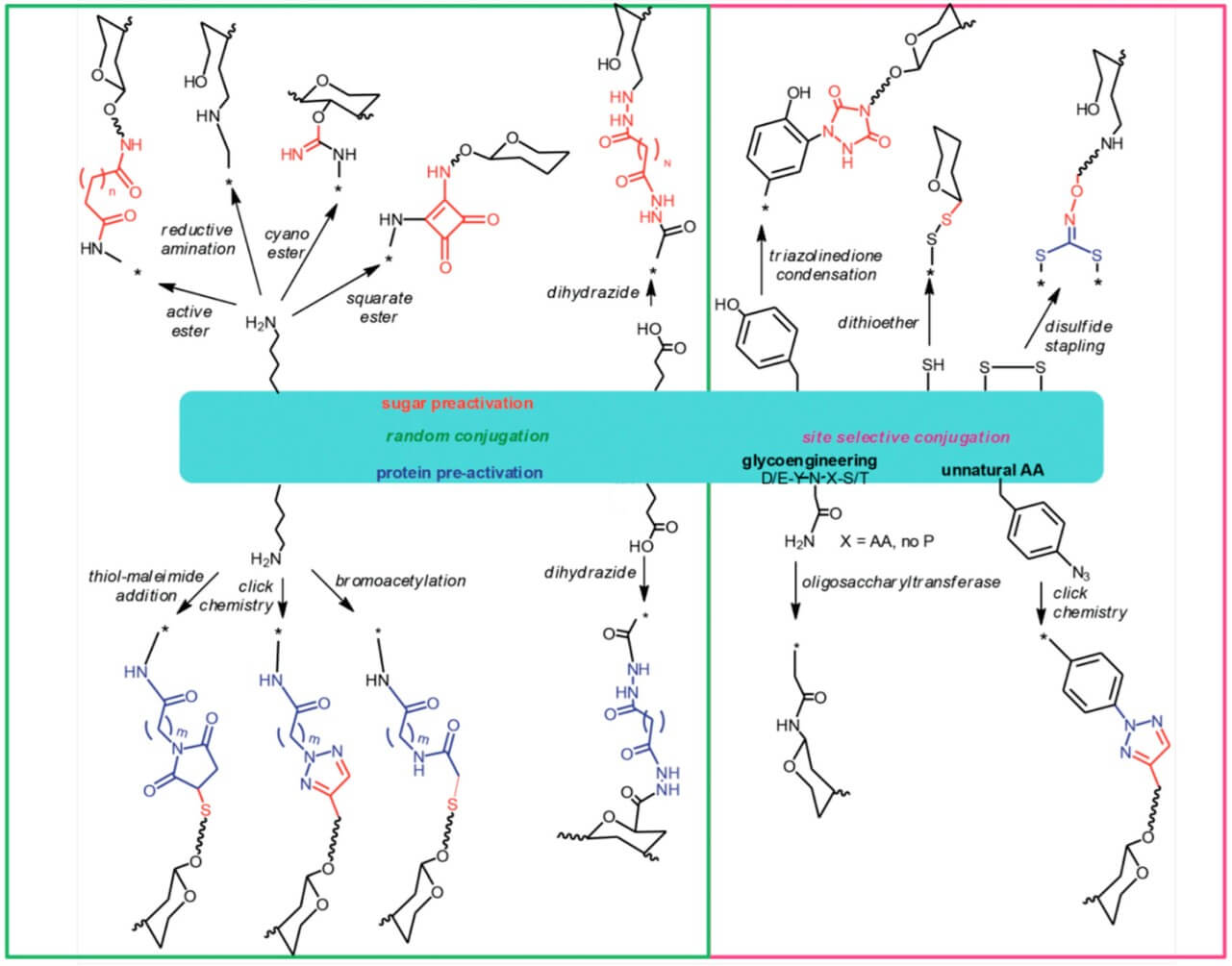 Fig. 1. Methods of linking polysaccharides to protein carriers. (OA Literature)