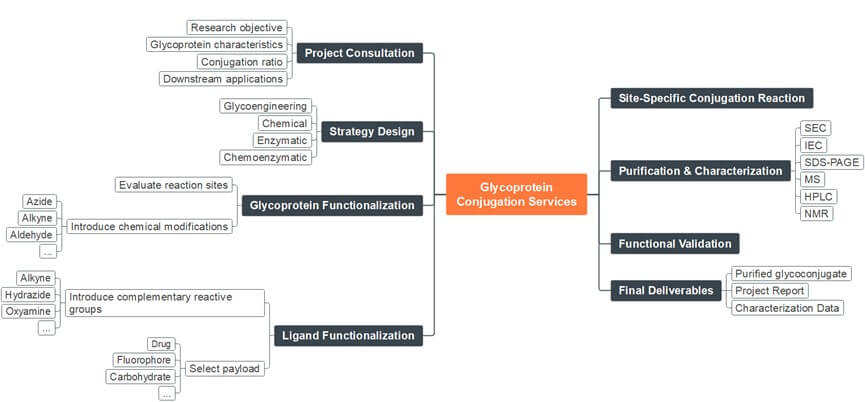 Detailed glycoprotein conjugation process. (Creative Biolabs Original)