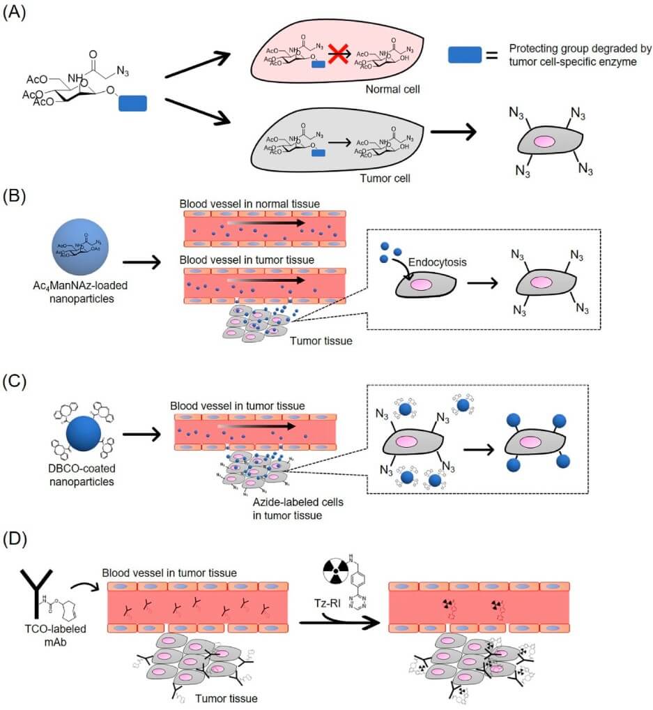 Fig. 2. Click chemistry as a tool for cellular drug delivery. (OA Literature)