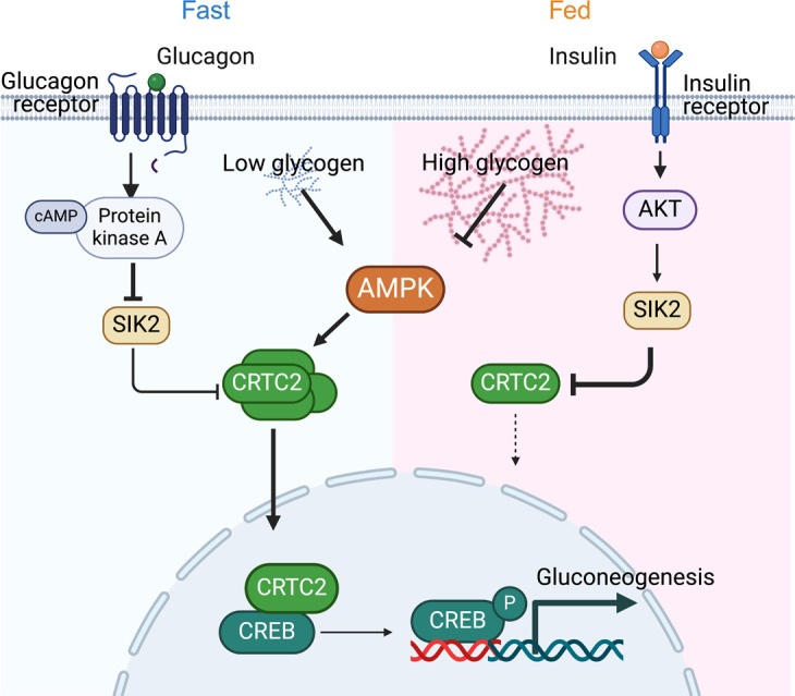 Fig.1 A novel glycogen/AMPK/CRTC2 axis has been defined, showing that liver glycogen levels directly regulate the expression of genes involved in gluconeogenesis. (OA Literature)