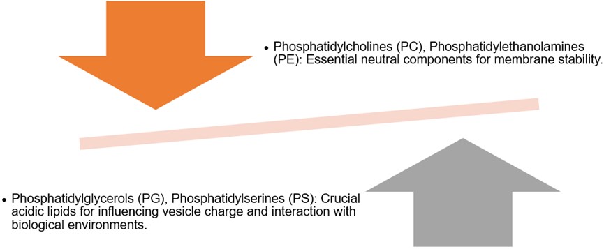 Phospholipid type and chain configuration. (Creative Biolabs Original)
