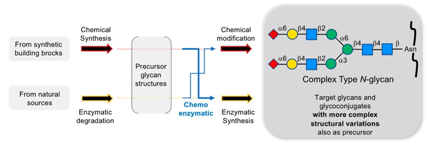 Source pathways of N-glycans. (OA Literature)