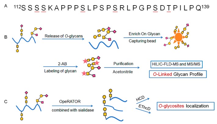 Workflow for O-linked glycan profiling. (OA Literature)